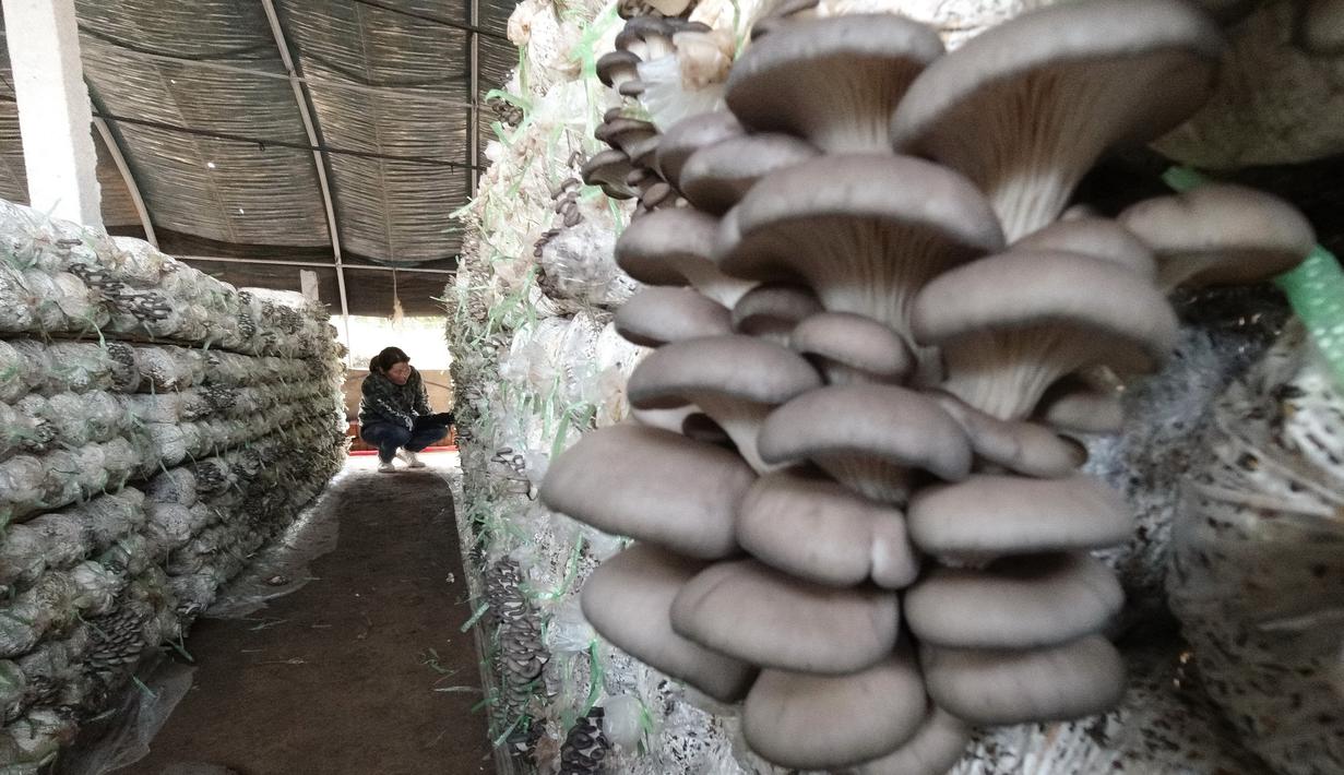 FOTO: Menengok Budi Daya Jamur Pangan di Wilayah Luannan ...