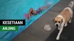 Berita video momen menggemaskan saat atlet renang Indonesia, Kania Ratih, ditemani anjingnya berlatih untuk Asian Games 2018.