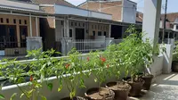 11 Cara Buat Kebun Cabai Mini Pot Panen Setiap Hari, Simak Panduan Lengkap untuk Hasil Melimpah