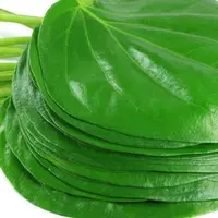 Manfaat Daun Sirih sangat banyak untuk kesehatan.