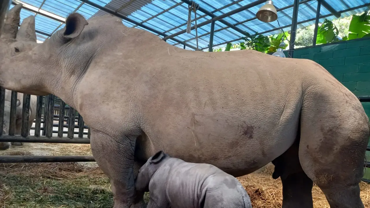 Badak Putih Afrika melahirkan anak pada Jumat (7/4/2023) sekitar pukul 19.59 WIB di Taman Safari Bogor. (