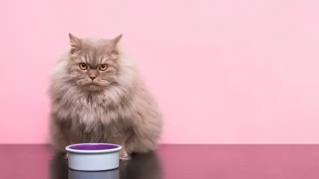 Ilustrasi Kucing/Shutterstock.