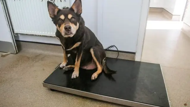 Anjing Tergemuk Ini Berhasil Turunkan Berat Badan