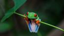 Seekor katak hijau bermata merah (Agalychnis Callidryases) bergelantung di dedaunan Taman Suaka Margasatwa Montibelli, Managua (09/11/2016). (AFP PHOTO/INTI Ocon)