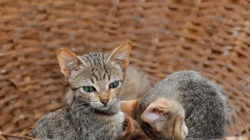 Brand Makanan Hewan Asal Jerman Ramaikan International Pet Expo 2024