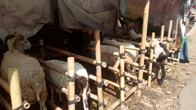 Deretan domba kurban mulai menghiasai pangkalan di Garut