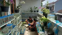 9 Ternak Mini di Teras Rumah yang Hasilnya Bisa Buat Uang Jajan Harian