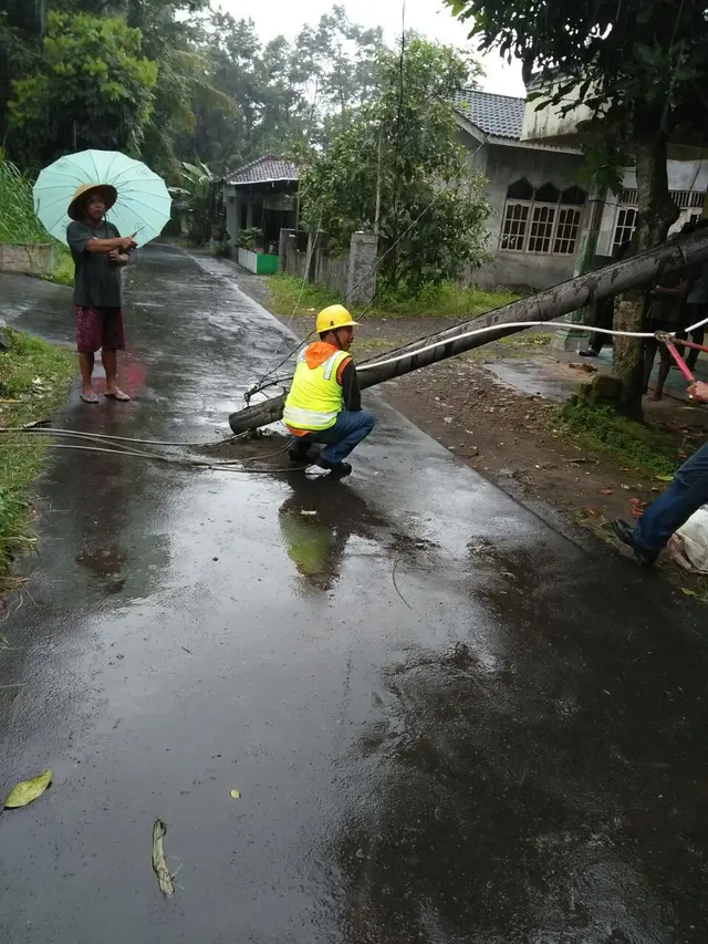Pohon Tumbang di DIY
