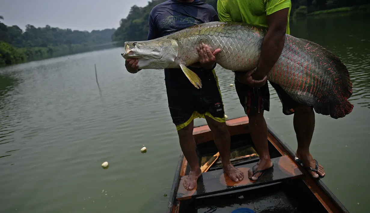 Nelayan memperlihatkan ikan arapaima atau Pirarucu yang berhasil ditangkap dari Sungai Amazon di Brasil, 20 September 2017. Ikan yang masih satu keluarga dengan ikan arwana ini merupakan salah satu makanan favorit warga lokal Amazon. (CARL DE SOUZA/AFP)