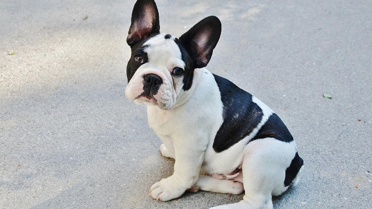 Jenis Anjing Kecil Lucu