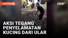 Aksi Heroik Emak-emak Selamatkan Kucing dari Sergapan Ular di Selokan