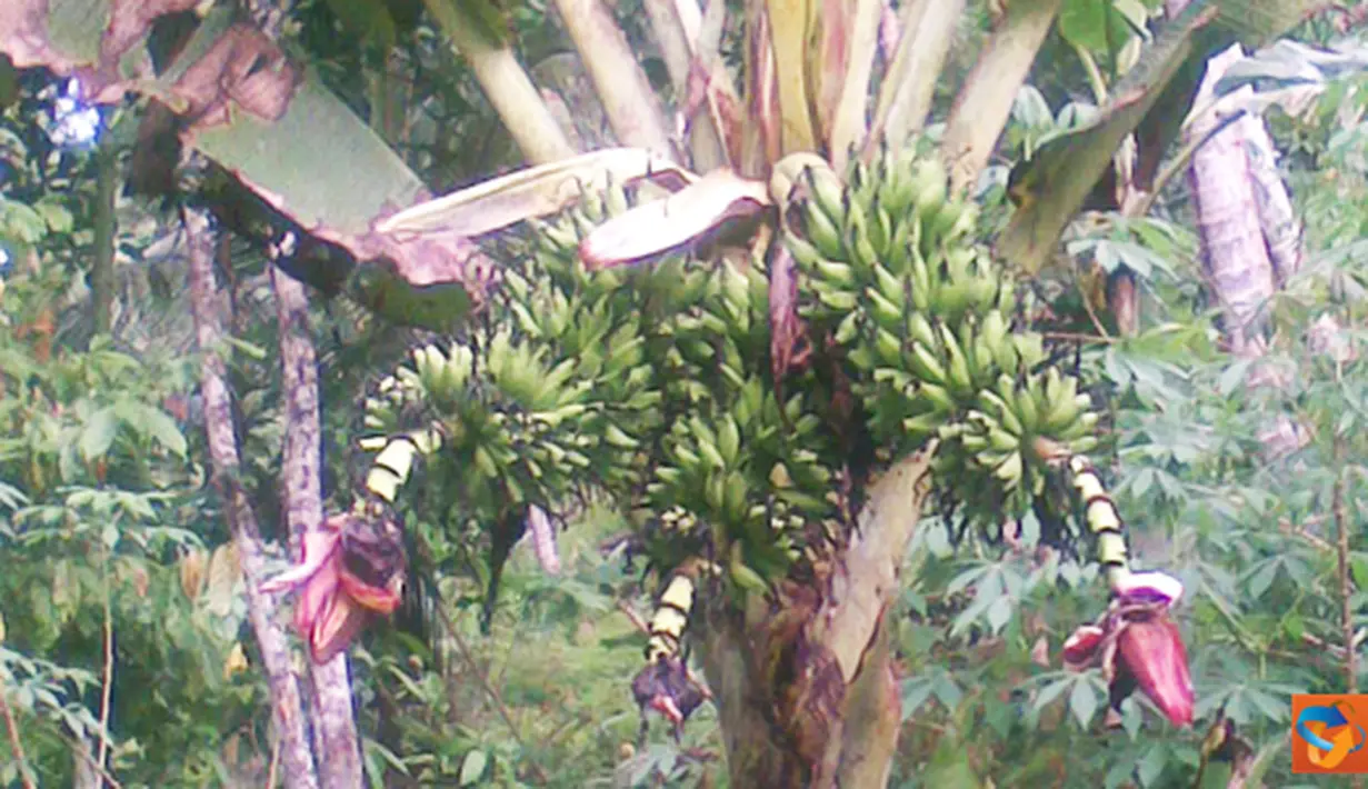 Citizen6, Maluku: Pohon pisang bertandan tiga tumbuh dikebun milik Hasanuddin Samad. (Pengirim: Ghopal)