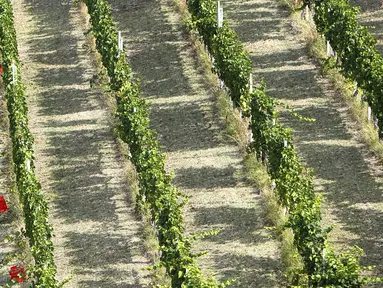 Pekerja memetik anggur di kebun saat panen Pinot Nero di Tenuta Castello di Neive Borgonovo, Italia barat laut (8/8). Panen anggur tahunan Italia, yang terbesar di dunia, dimulai paling awal dalam satu dekade. (AFP Photo/Marco Bertorello)