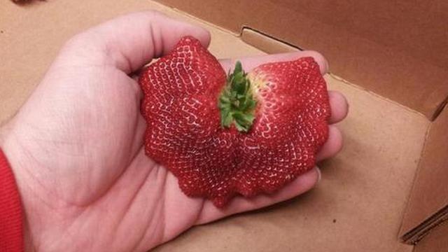 6 Bentuk Stroberi Ini Unik Banget, Bikin Terheran Heran