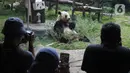 Pengunjung menyaksikan giant panda di Istana Panda Taman Safari Indonesia, Cisarua, Kabupaten Bogor, Jawa Barat, Sabtu (26/9/2020). Kunjungan wisatawan ke kawasan wisata Puncak dan sekitarnya turun 40-50 persen akibat terdampak pandemi COVID-19 dan PSBB DKI Jakarta. (merdeka.com/Arie Basuki)