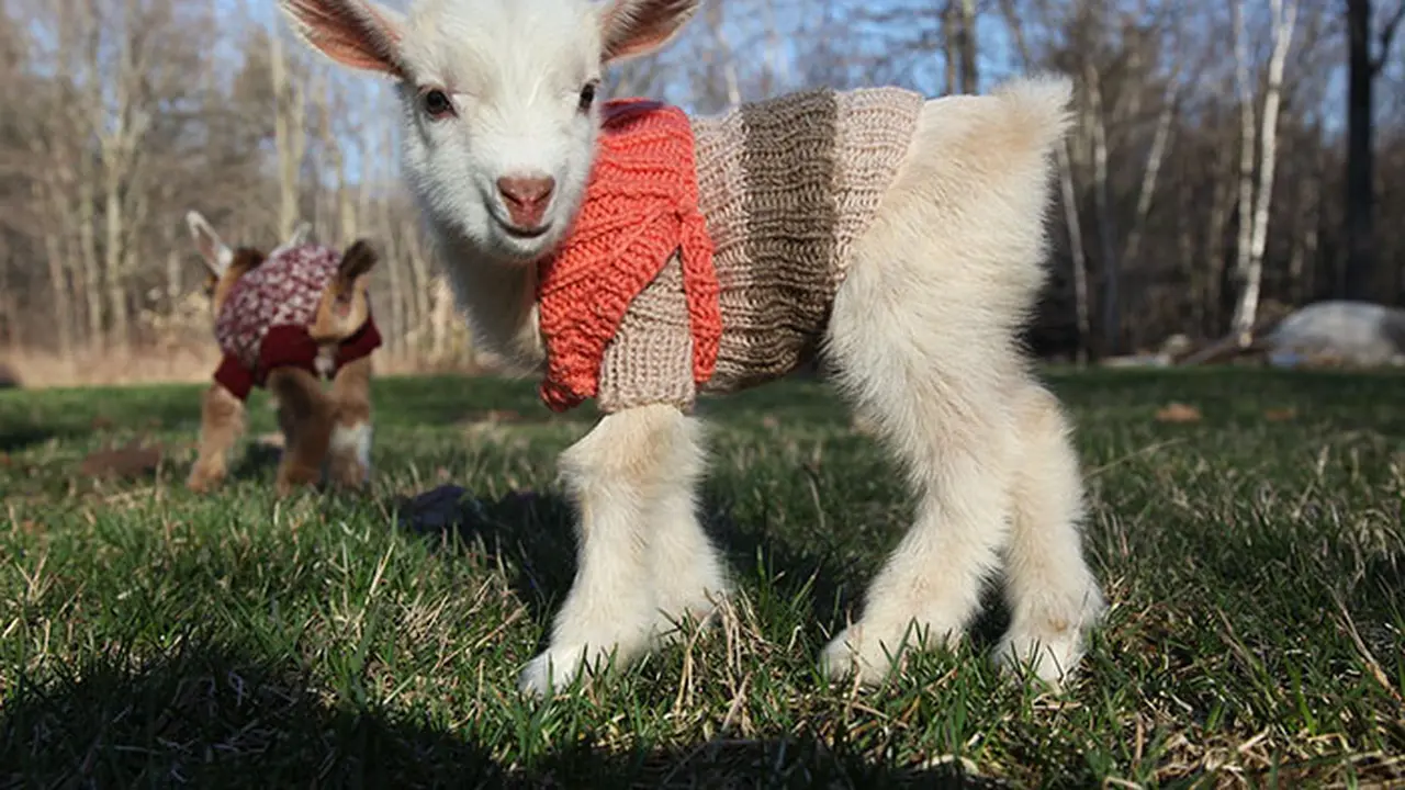 Anak kambing