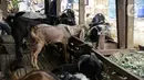 Sejumlah hewan kurban dijual di Pasar Kambing, Tanah Abang, Jakarta, Selasa (13/7/2021). Pedagang di Pasar Kambing mengungkapkan penjualan hewan kurban tahun ini mengalami penurunan akibat pemberlakuan pembatasan kegiatan masyarakat darurat atau PPKM Darurat. (Liputan6.com/Faizal Fanani)