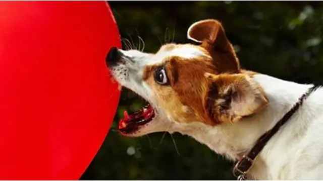 Courtesy Guiness World Record