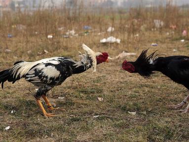 Dua ayam aduan saling bertarung pada pertandingan sabung ayam di pinggiran Islamabad, Pakistan, 15 Desember 2021. Pakistan terkenal memiliki jenis ayam petarung paling tua di dunia dengan kekuatan fisik dan mental bertarungnya. (AP Photo/Rahmat Gul)