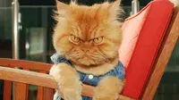 Cat Person Harus Tahu 7 Kucing Keren yang Viral Ini