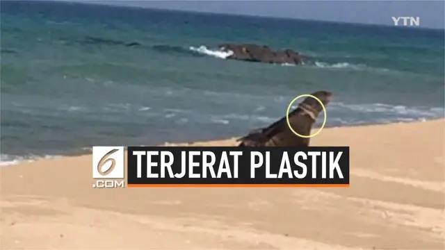 Seekor anjing laut mengalami nasib buruk lantaran terjerat limbah plastik di pantai kota Donghae, Korea. Meski plastik berhasil dilepaskan, bekas jeratan masih terlihat di leher anjing laut.