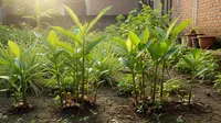 10 Tanaman Bumbu Dapur yang Tahan Musim Kemarau, Mudah Tumbuh Subur untuk Panen Melimpah