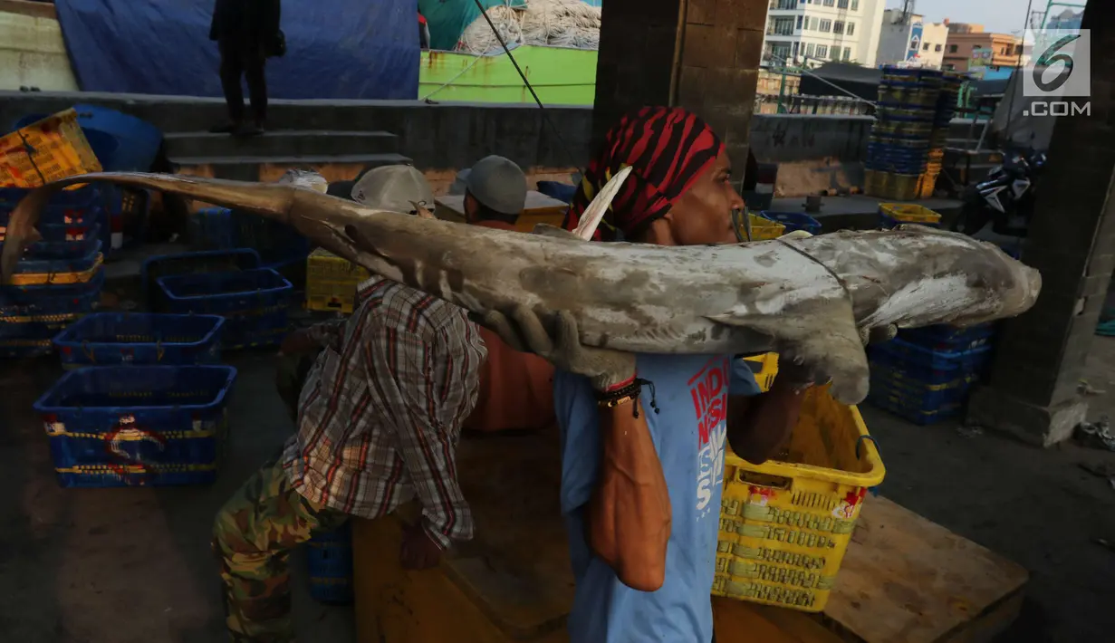 Pekerja tengah membawa ikan hiu di Muara Angke, Jakarta, Kamis (7/6). Indonesia memproduksi ikan hiu sebanyak 13 persen dari total produksi seluruh dunia. (Liputan6.com/Angga Yuniar)