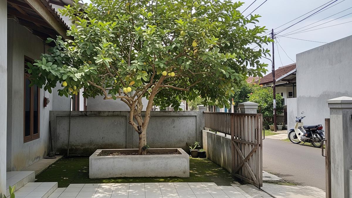 12 Pohon Buah yang Tetap Berbuah Saat Kemarau, Cocok untuk Pekarangan Rumah