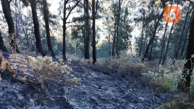 Di balik Kebakaran Gunung Arjuno, Satwa Terancam Diburu Sampai Turun ke Permukiman