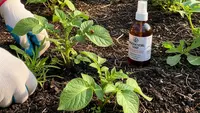 7 Cara Membuat Kebun Umbi Panen 3 Bulan dengan Modal Terbatas, Mudah Dilakukan