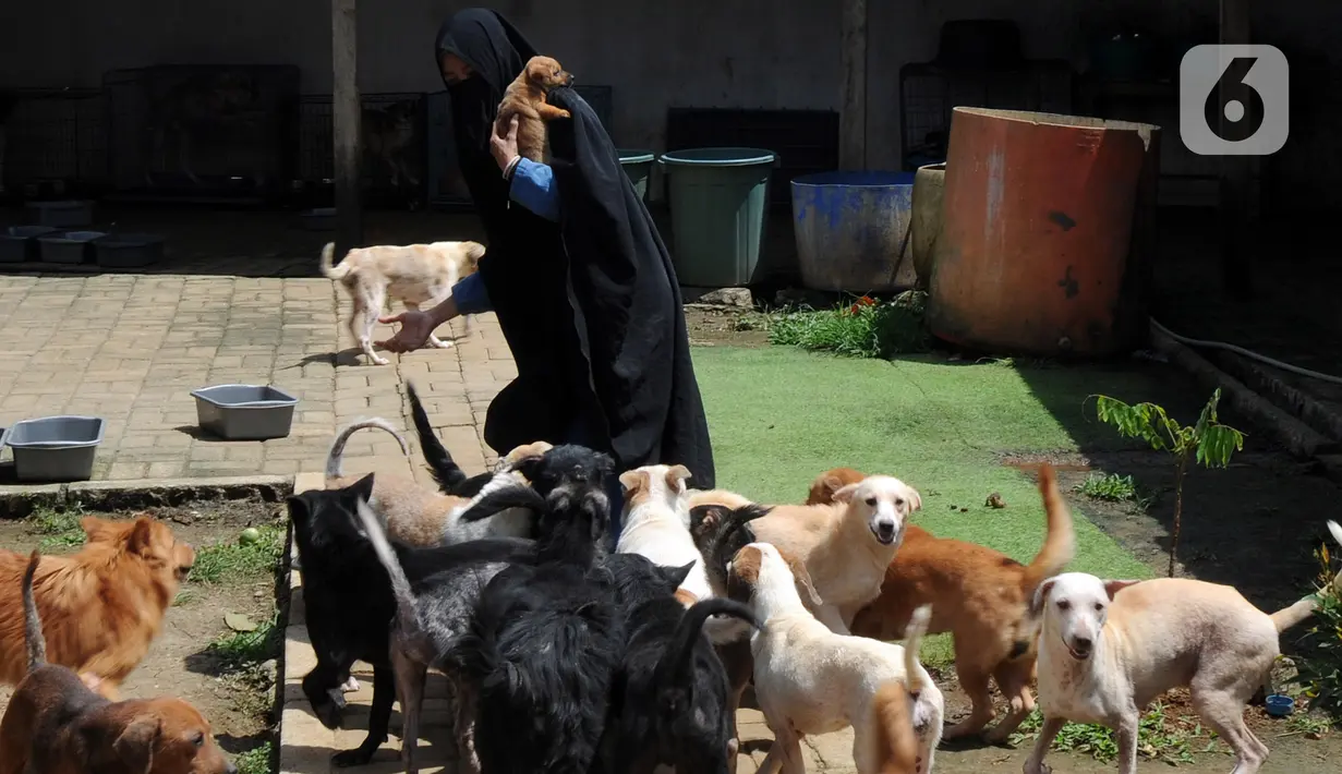 Pecinta hewan Hesti Sutrisno menyapa anjing-anjing liar peliharaannya di rumah penampungan sementara Green House, Tenjolaya, Bogor, Jawa Barat, Minggu (14/3/2021). Hesti menampung anjing liar untuk dirawat dan divaksinasi agar terjauh dari virus dan penyakit berbahaya. (merdeka.com/Arie Basuki)