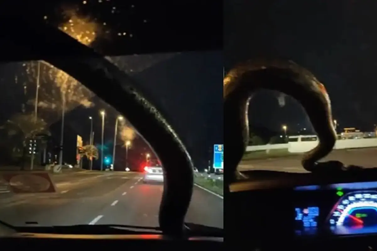 Ular Besar Nempel di Kaca Mobil, Pengemudi Ini Tetap Tenang dan Santai