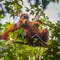 Orangutan Sumatra Tertua di Kebun Binatang Perth Mati pada Usia 56 Tahun
