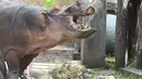 Tucsok lahir pada tahun 1973 dan merupakan salah satu kuda nil kebun binatang tertua di dunia. (AFP/Attila Kisbenedek)