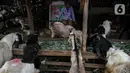 Pedagang menunggu pembeli hewan kurban di Pasar Kambing, Tanah Abang, Jakarta, Selasa (13/7/2021). Menurut pedagang, bisanya memasuki satu minggu sebelum Idul Adha Pasar Kambing mulai ramai dikunjungi pembeli. (Liputan6.com/Faizal Fanani)