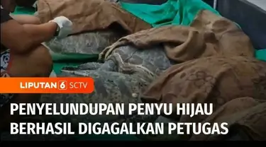 Satreskrim Polres Jembrana menggagalkan upaya penyelundupan belasan ekor penyu hijau di Bali. Satu orang tersangka ditangkap, sementara kondisi penyu memprihatinkan.