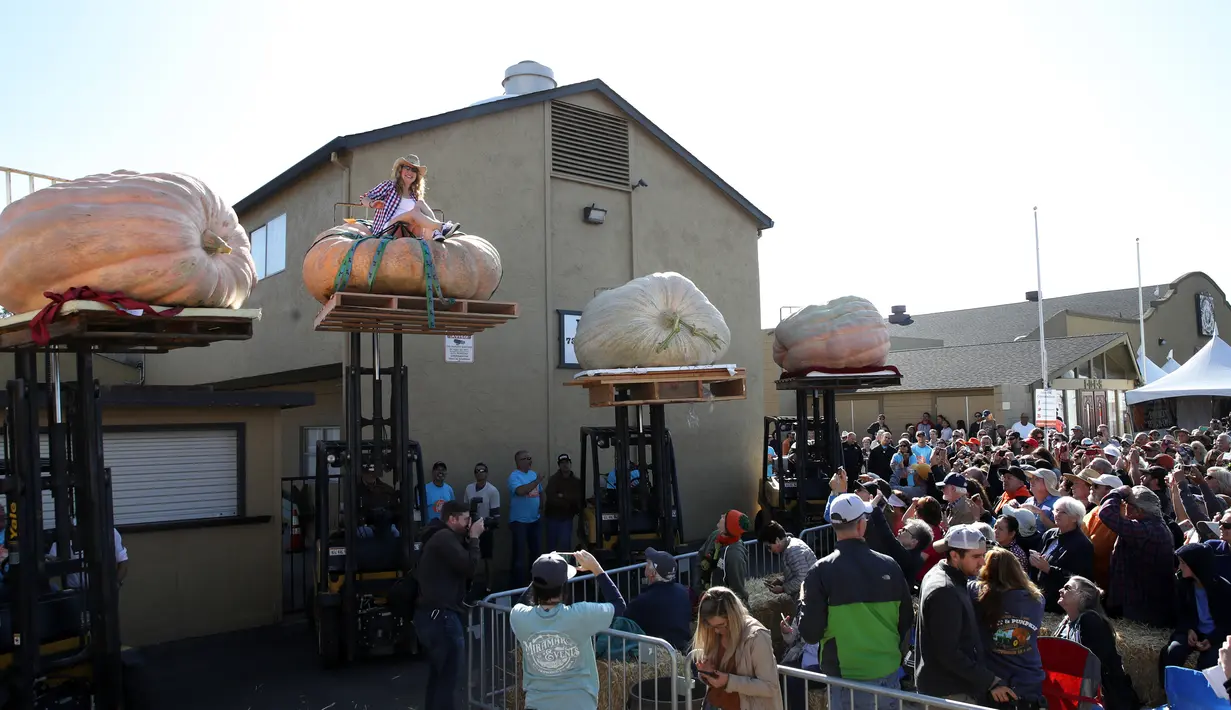 Cindy Tobeck duduk di atas labu seberat 1.736 pon miliknya dalam lomba Safeway World Championship Pumpkin Weigh-Off di Half Moon Bay, California, Amerika Serikat, Senin (14/10/2019). Seorang petani keluar sebagai juara dengan labu seberat 2.175 pon miliknya. (Justin Sullivan/Getty Images/AFP)