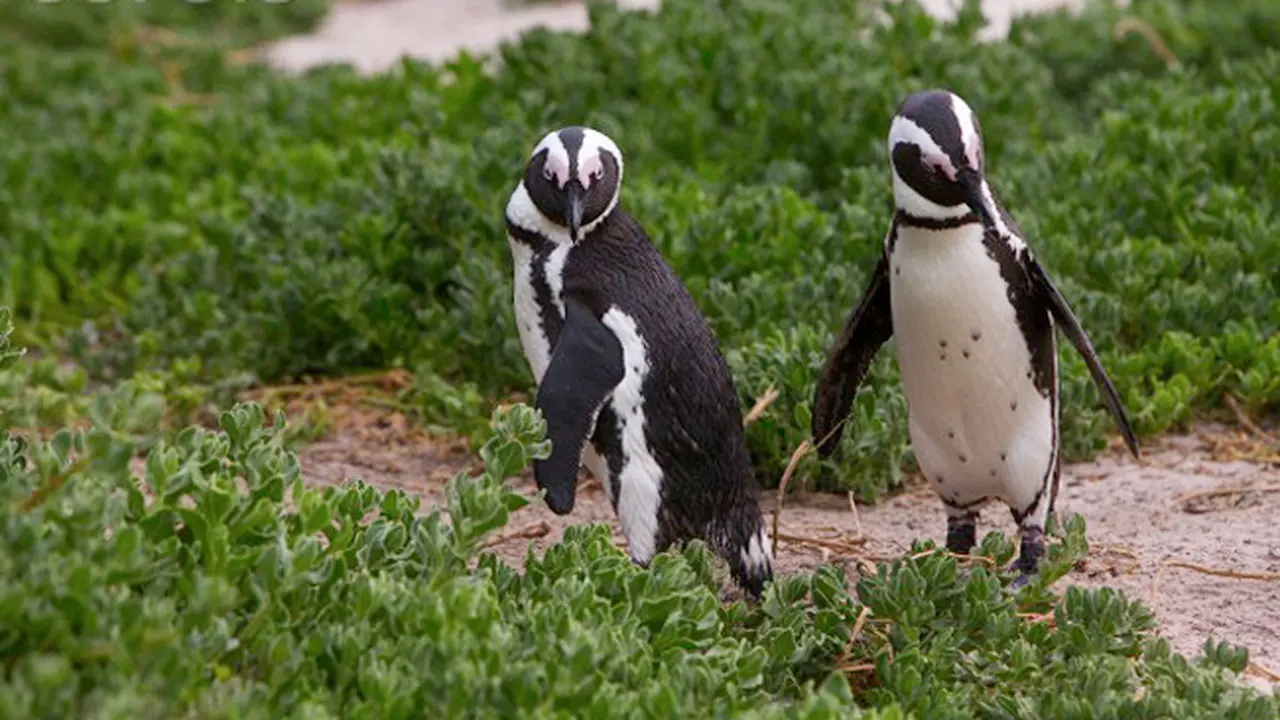 Bukan Hoax, di Jepang Penguin Bisa Belanja ke Pasar