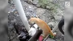 Dua kucing yang tengah berkelahi mendadak berhenti ketika terdengar suara azan.