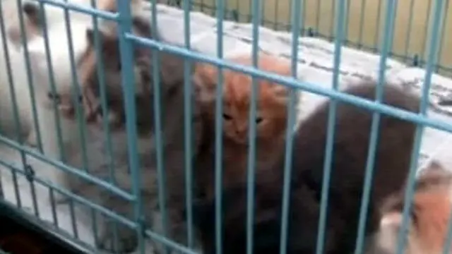 [VIDEO] Sulap Hobi Pelihara Kucing, Warga Solo Jadi Jutawan