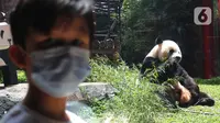 Tingkah giant panda di Istana Panda Taman Safari Indonesia, Cisarua, Kabupaten Bogor, Jawa Barat, Sabtu (26/9/2020). Kunjungan wisatawan ke kawasan wisata Puncak dan sekitarnya turun 40-50 persen akibat terdampak pandemi COVID-19 dan PSBB DKI Jakarta. (merdeka.com/Arie Basuki)