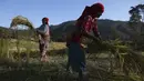 Dua petani Nepal memanen padi di Chaukot, di Distrik Kavre, Nepal (14/11/2019). Pertanian adalah sumber utama makanan, pendapatan, dan pekerjaan bagi mayoritas orang di Nepal. (AP Photo/Niranjan Shrestha)