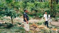 Petani di Pekanbaru melihat kebunnya yang luluh lantak karena gajah melintas. (Liputan6.com/M Syukur)