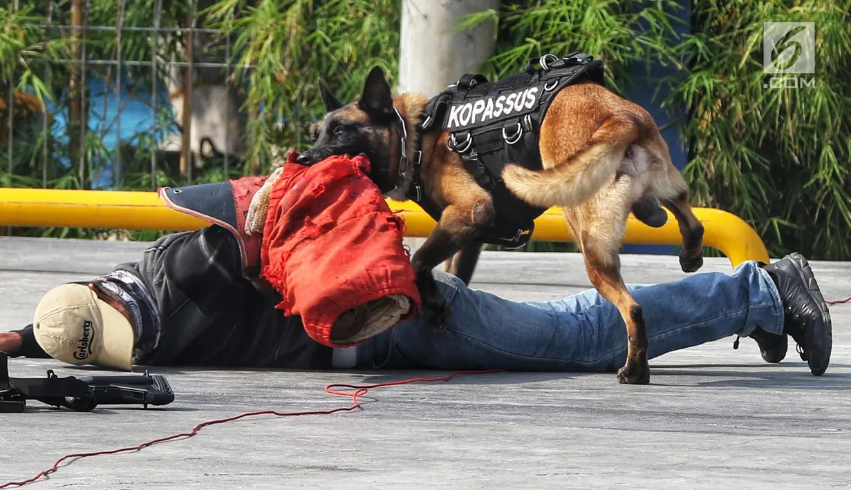 Anjing K-9 melumpuhkan teroris yang berusaha kabur di Hotel Mercure Ancol, Jakarta, Selasa (9/4). Satgultor TNI mengadakan simulasi pembebasan sandera  terorisme dengan melibatkan Satuan-Sl (Sat-81) Kopassus TNI AD‚ Denjaka TNI AL dan Satbravo-9O Paskhas TNI AU. (Liputan6.com/Johan Tallo)