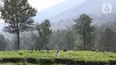 Warga berjalan-jalan di kawasan wisata Kebun teh Puncak Kabupaten Bogor Jawa Barat, Sabtu (31/10/2020). Libur panjang peringatan Maulid Nabi Muhammad SAW dimanfaatkan warga untuk mengunjungi lokasi-lokasi wiisata. (Liputan6.com/Helmi Fithriansyah)
