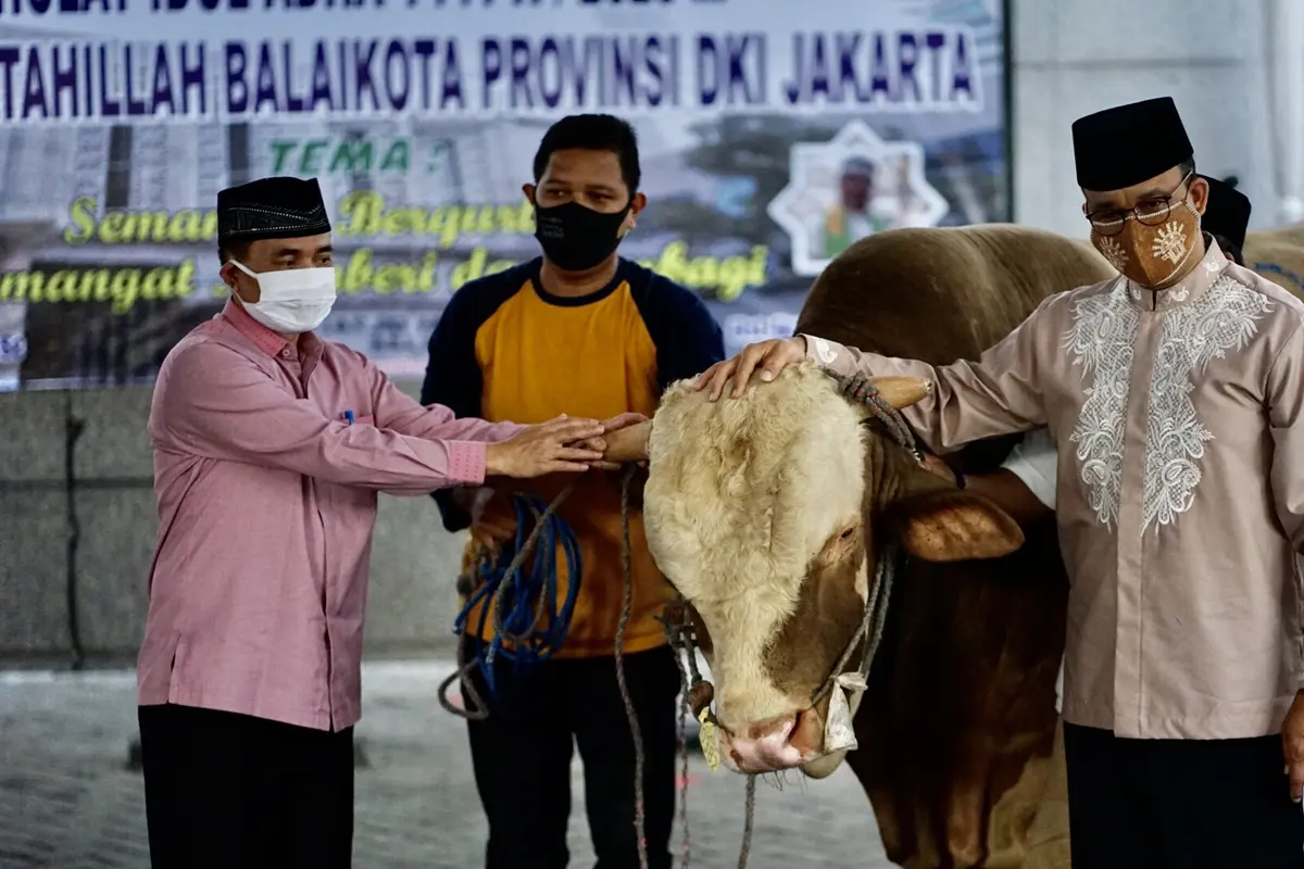 FOTO: Melihat Sapi Limosin Sumbangan Anies Baswedan