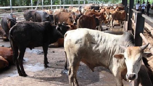 Peternakan sapi milik Saipol Azmir Zainuddin (foto: Pucuk Paku)
