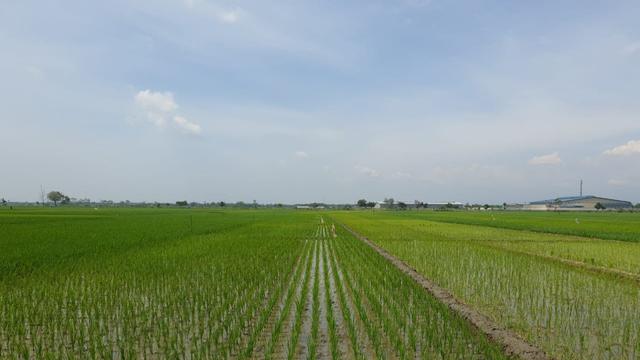 Petani mulai memanfaatkan lahan persawahan untuk tanam padi. (Dok Kementan)