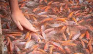 5 Trik Memelihara Ikan Nila Padat Tebar Tanpa Cepat Mati, Budidaya Sukses untuk Panen Maksimal