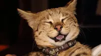 Anak Kucing Selamat dari Reruntuhan Tornado di Mississippi